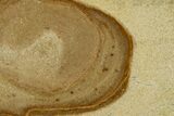 Polished Devonian Domal Stromatolite Slab - Russia #365085-1